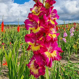 Seashore Gladiolus